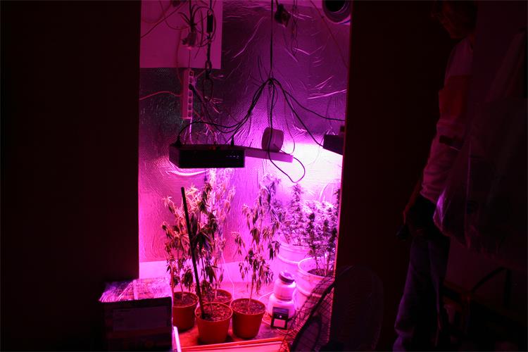 Slika /2021/Laboratorij marihuane/6.JPG